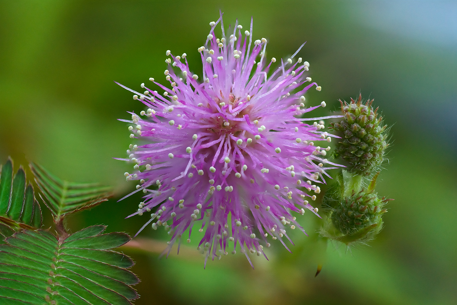 Mimosa pudica