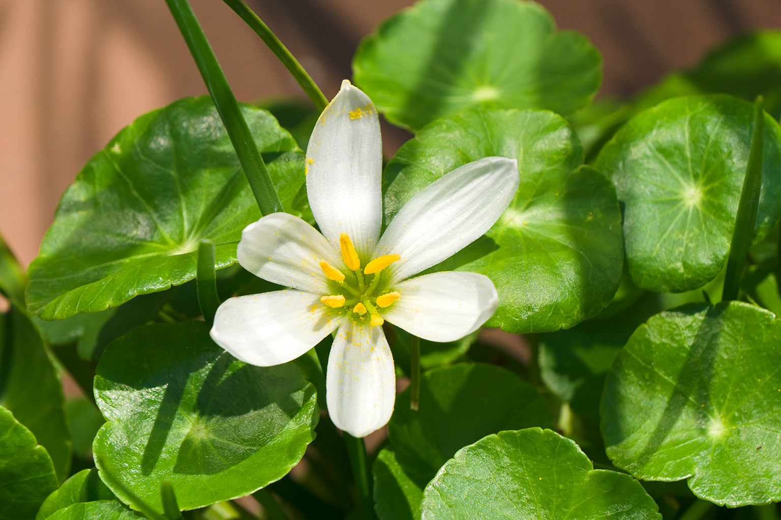 Zephyranthes candida
