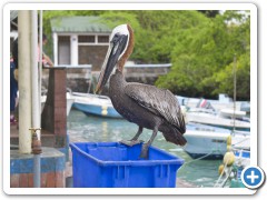 Galapagos Pelikan ved fiskeshop
