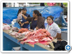Galapagos fiskeudsalg