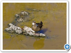 Galapagos Hvidkindet Spidsand
