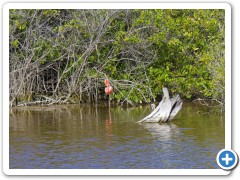 Galapagos Cariberflamingo
