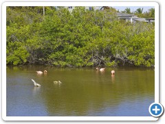 Galapagos Cariberflamingoer
