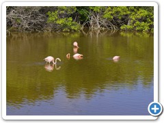 Galapagos Cariberflamingoer
