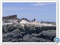 Galapagos flyveløse Skarver 
