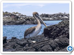 Galapagos Pelikan

