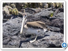 Galapagos Pelikan
