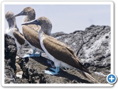 Galapagos Blåfodede Suler
