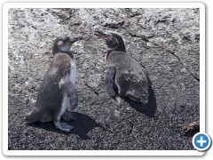 Galapagos Pingviner