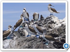 Galapagos Blåfodede Suler
