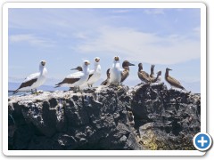 Galapagos Maskesuler
