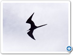 Galapagos Fregatfugl
