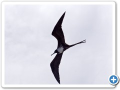 Galapagos Fregatfugl
