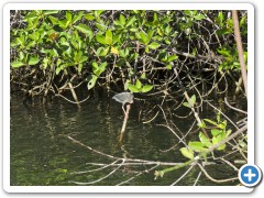 Galapagos Lava Hejre
