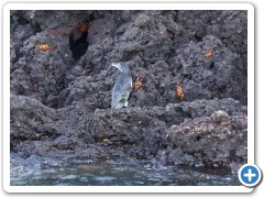 Galapagos Pingvin
