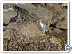 Galapagos Pingvin
