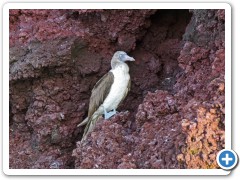 Galapagos Blåfodet Sule
