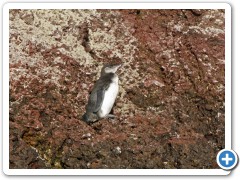Galapagos Pingvin
