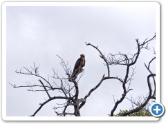 Galapagos Høg
