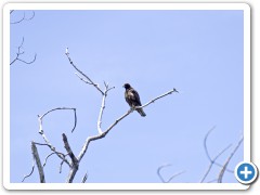 Galapagos Høg
