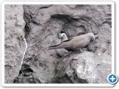Galapagos lavamåger
