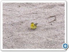 Galapagos Gul Sanger
