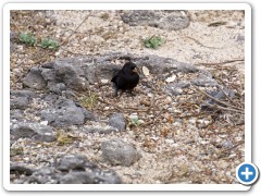 Galapagos Finke

