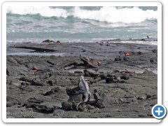 Galapagos Iguaner