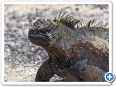 Galapagos Iguan