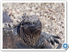 Galapagos Iguan