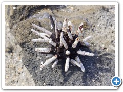 Galapagos Blyants-koral