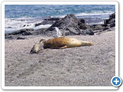 Galapagos søløver