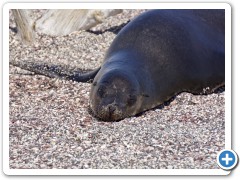 Galapagos søløver