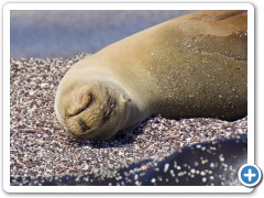 Galapagos søløver