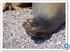 Galapagos søløver