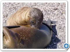 Galapagos søløver
