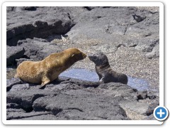 Galapagos søløver
