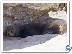 Galapagos søløver
