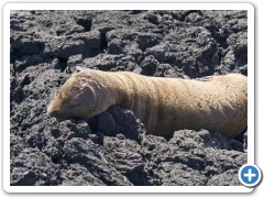 Galapagos søløver