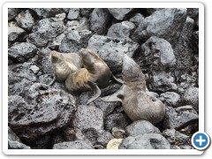 Galapagos søløver