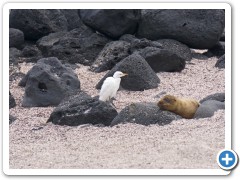 Galapagos søløver