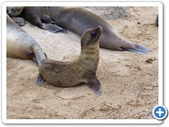 Galapagos søløver