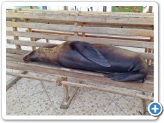 Galapagos søløver