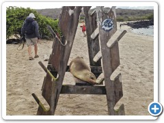 Galapagos søløver