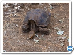 Galapagos kæmpeskildpadde
