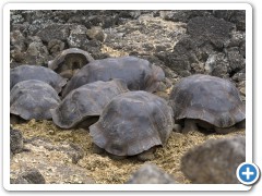 Galapagos skildpadder
