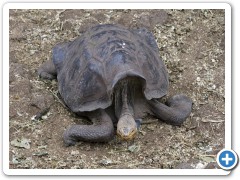 Galapagos kæmpeskildpadde
