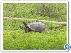 Galapagos kæmpeskildpadde
