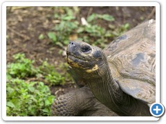 Galapagos kæmpeskildpadde
