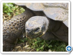 Galapagos kæmpeskildpadde
